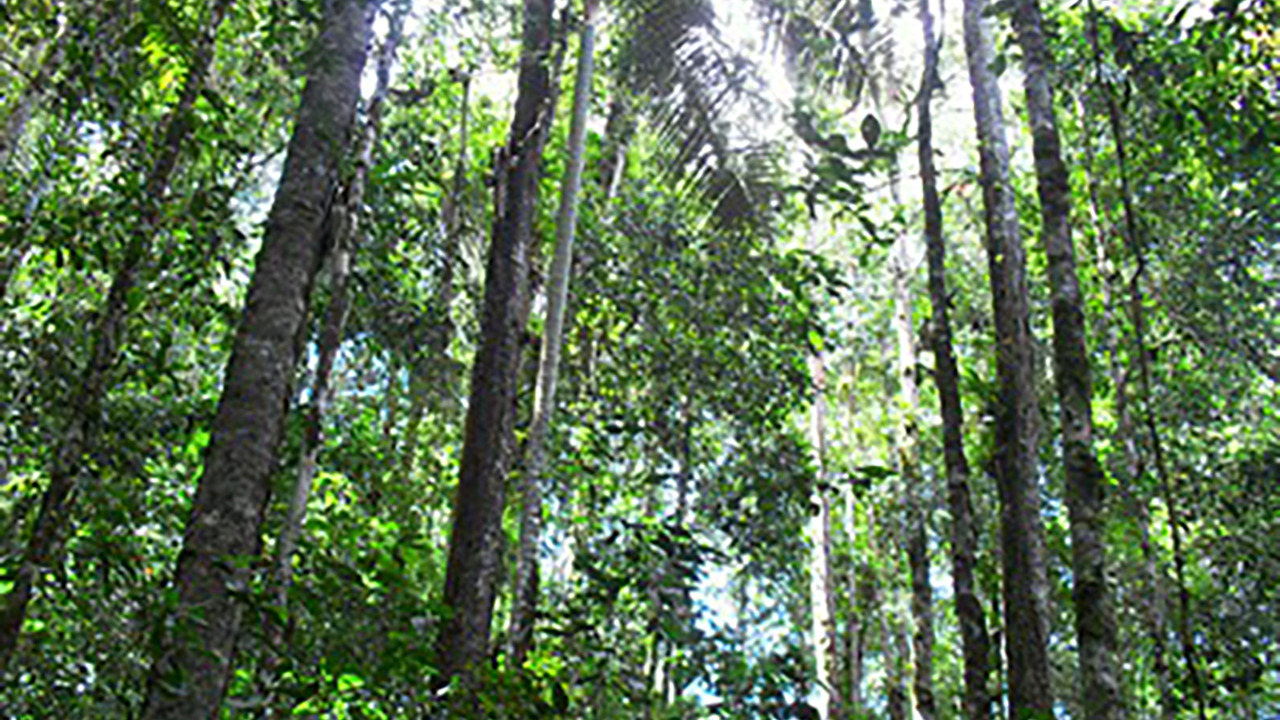 Gobierno del Cambio en la lucha contra la deforestación