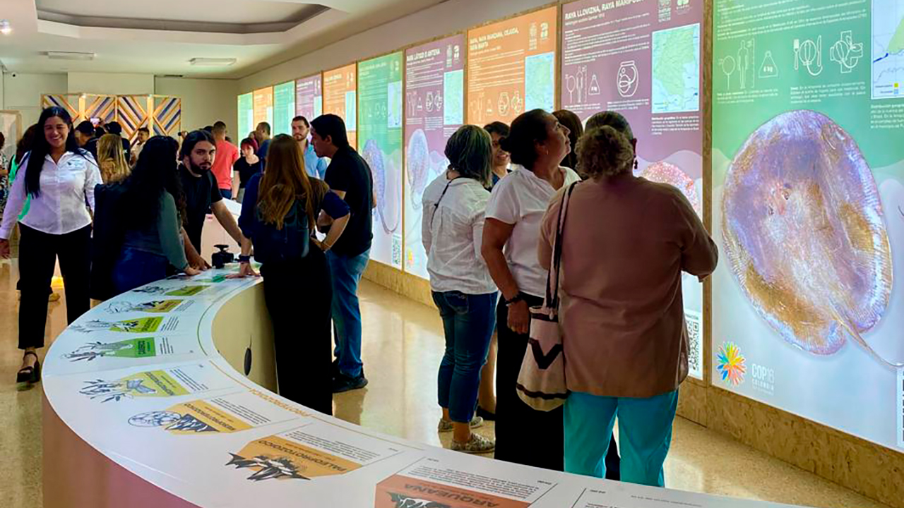la exposición del Instituto Sinchi que mostró en la COP16 el fascinante mundo de las rayas amazónicas