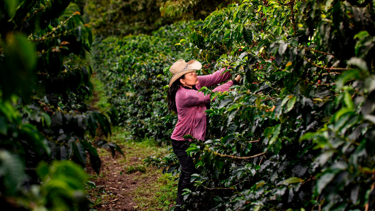 Los productores agropecuarios del Catatumbo se pueden acoger a acuerdos de pago que incluirán condonaciones del 100 % de los int