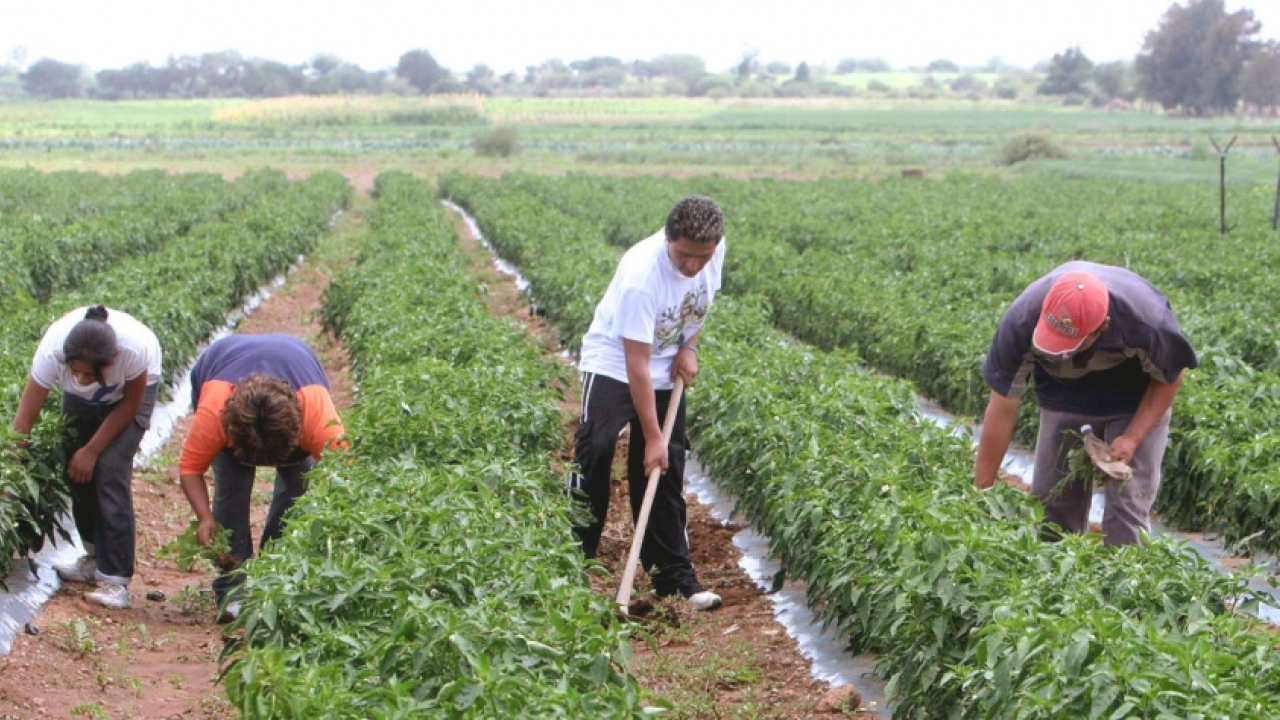 Gobierno condonará hasta 40 % de la deuda de los productores campesinos para estimular los sistemas de riego y drenaje. 