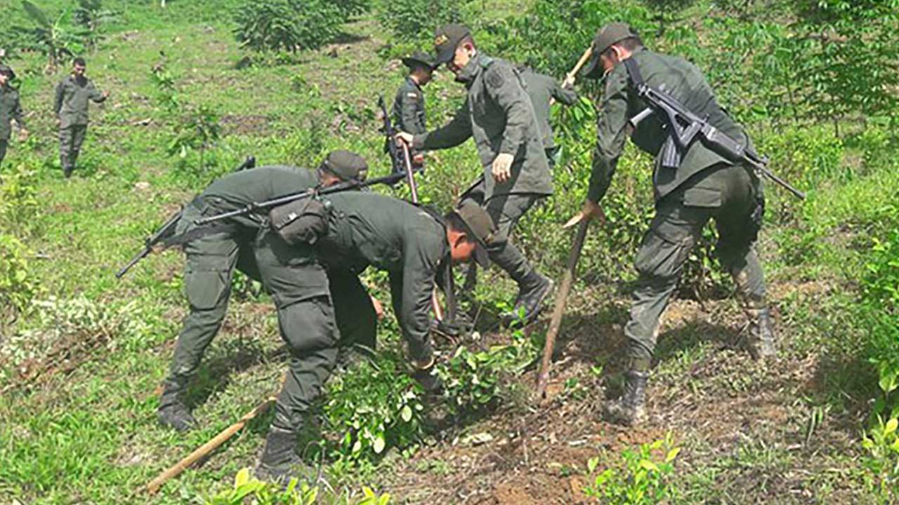 La Policía Nacional en labores de erradicación manual de cultivos ilícitos en el departamento del Meta.